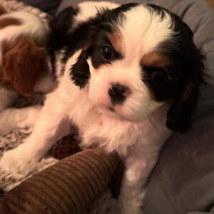 Daisy Female 5 Weeks Old Cavalier Puppies – Adorable & Ready Now