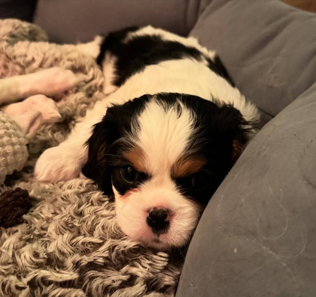 Daisy female 5 weeks old Cavalier puppies