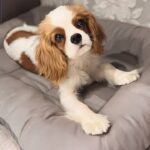 Well-socialized Cavalier King Charles Spaniel puppy at home with breeder