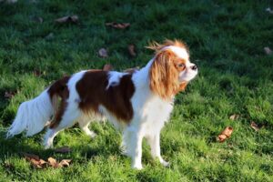 25700081330_bd5889326c_b