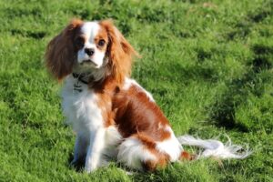 26000637575_d916185a1b_b