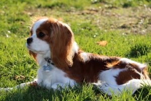 Our Puppies Parents - Kinny the father