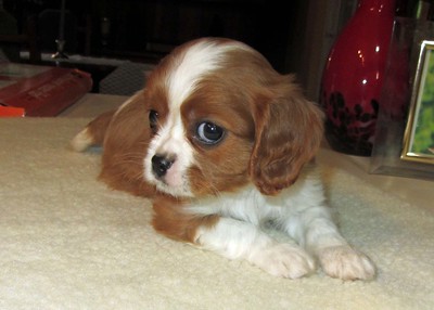 Duchess Male 10 Weeks Old Cavalier Puppies