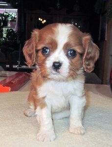 Duchess Male 10 Weeks Old Cavalier Puppies for Sale – Reserve Now