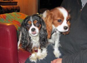 31201266994_186239a314