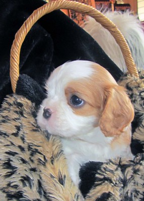Cheasy Female 10 Weeks Old Cavalier Puppies for Sale – Adorable & Ready to Join Your Family! - Image 5