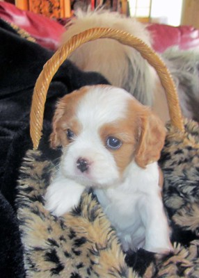 Cheasy Female 10 Weeks Old Cavalier Puppies for Sale – Adorable & Ready to Join Your Family! - Image 4