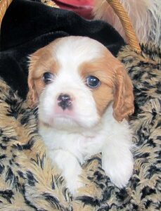 Cheasy Female 10 Weeks Old Cavalier Puppies for Sale – Adorable & Ready to Join Your Family!