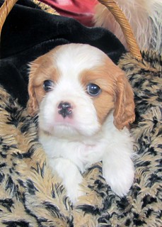 Cheasy Female 10 Weeks Old Cavalier Puppies for Sale – Adorable & Ready to Join Your Family! - Image 2