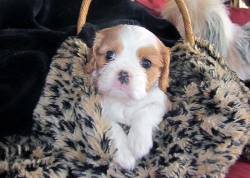 Cheasy female 10 weeks old Cavalier puppies