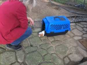  Our Breeding Process at Erica Cavalier Puppies Home

