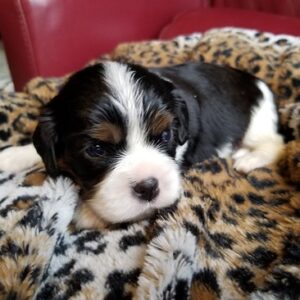 Adorable Beau Male 8 Weeks Old Cavalier Puppies – Reserve Your Perfect Puppy Today!