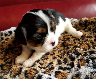 Beau male 8 weeks old Cavalier puppies