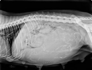 Our Puppies Parents - Sake the mother