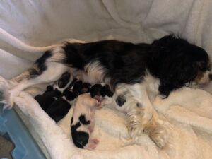 50878863213_bf2d0ab4c1_b