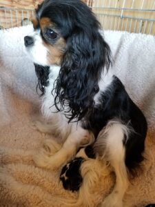 50879648602_5c9a7e5120