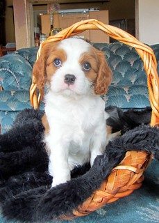 Sophie female 10 weeks old Cavalier puppies