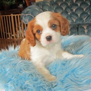Sophie Female 10 Weeks Old Cavalier Puppies – Reserve Yours Today
