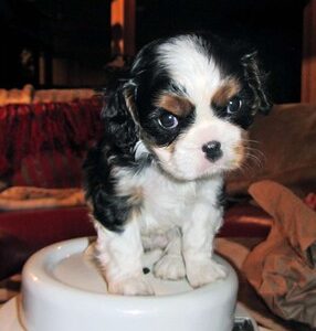 Lacey Female 10 Weeks Old Cavalier Puppies – Adorable & Healthy | Reserve Yours Now