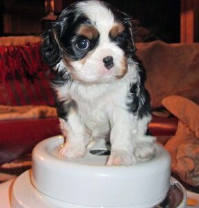 Lacey Female 10 Weeks Old Cavalier Puppies – Adorable & Healthy | Reserve Yours Now