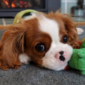 Ariel Female 13 Weeks Old Cavalier Puppies for Sale – Reserve Yours Now