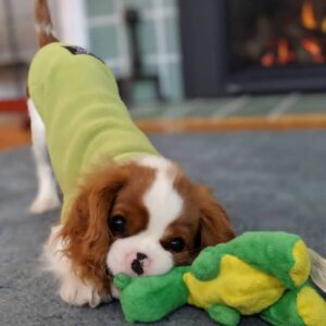 Ariel Female 13 Weeks Old Cavalier Puppies for Sale – Reserve Yours Now