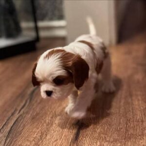 Max Male 8 Weeks Old Cavalier Puppies – Adorable & Healthy Pup Ready Now!