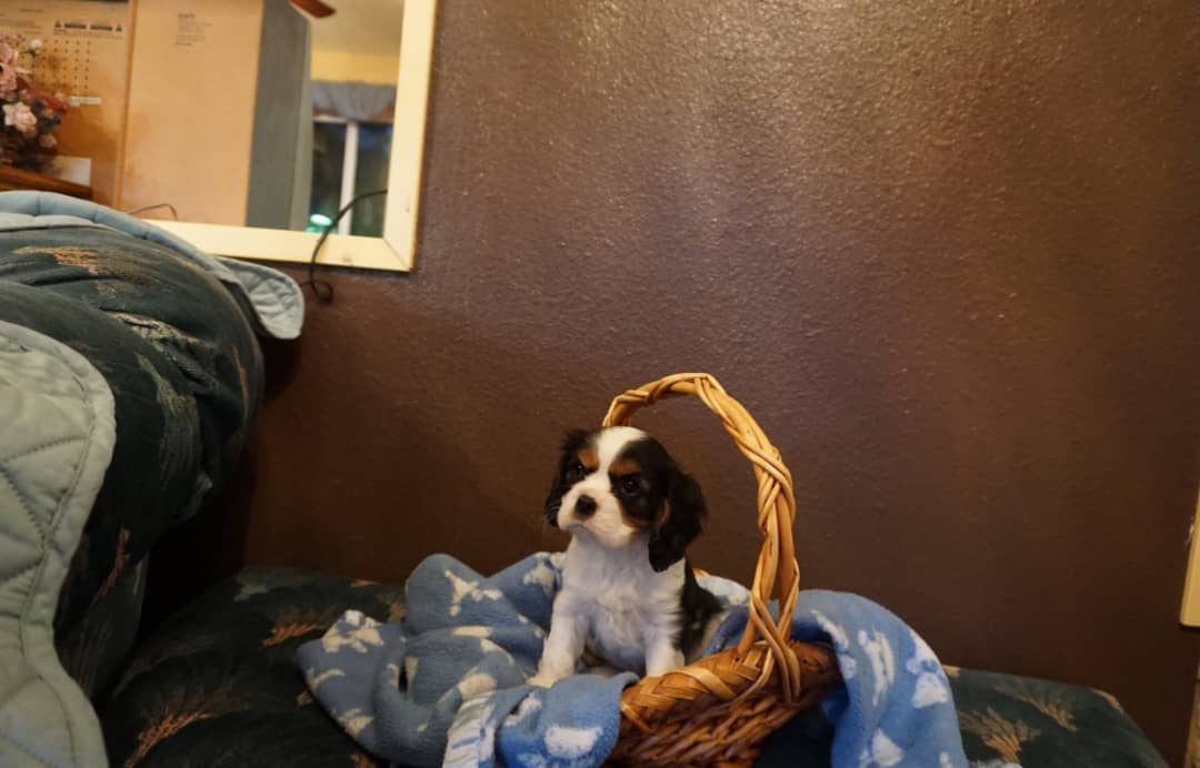 Daisy Female 5 Weeks Old Cavalier Puppies – Adorable & Ready Now - Image 5