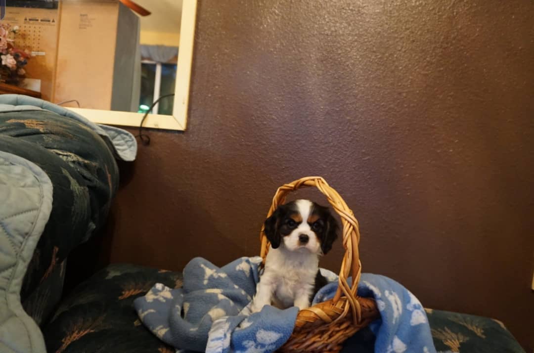 Daisy Female 5 Weeks Old Cavalier Puppies – Adorable & Ready Now - Image 4