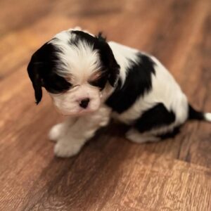 Bella Female 8 Weeks Old Cavalier Puppies – Reserve Now