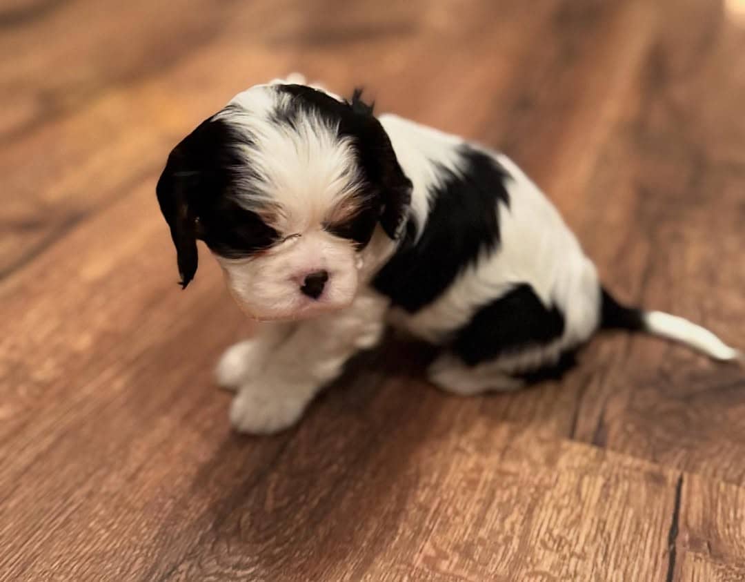 Bella Female 8 Weeks Old Cavalier Puppies sitting on a soft blanket