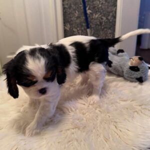 Bella Female 8 Weeks Old Cavalier Puppies – Reserve Now