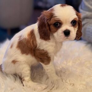 Max Male 8 Weeks Old Cavalier Puppies – Adorable & Healthy Pup Ready Now!