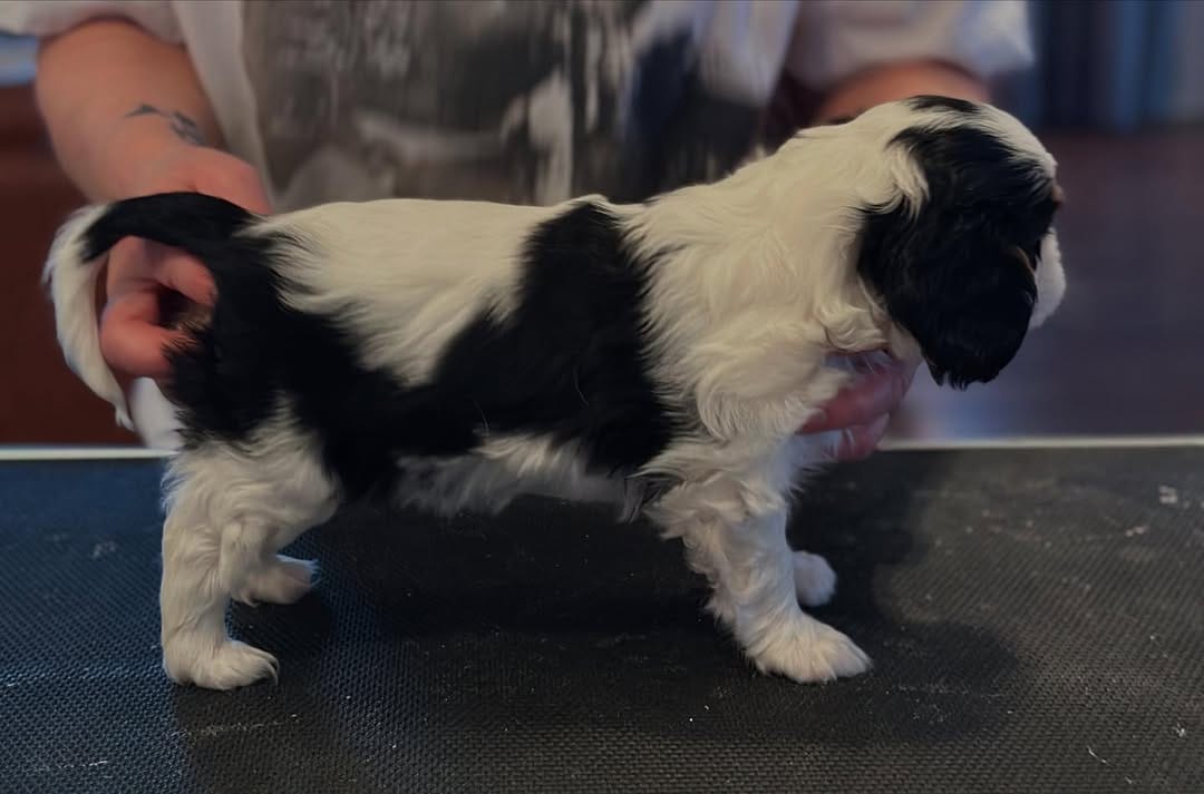 Daisy Female 5 Weeks Old Cavalier Puppies – Adorable & Ready Now - Image 3