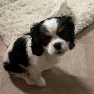 Daisy Female 5 Weeks Old Cavalier Puppies – Adorable & Ready Now