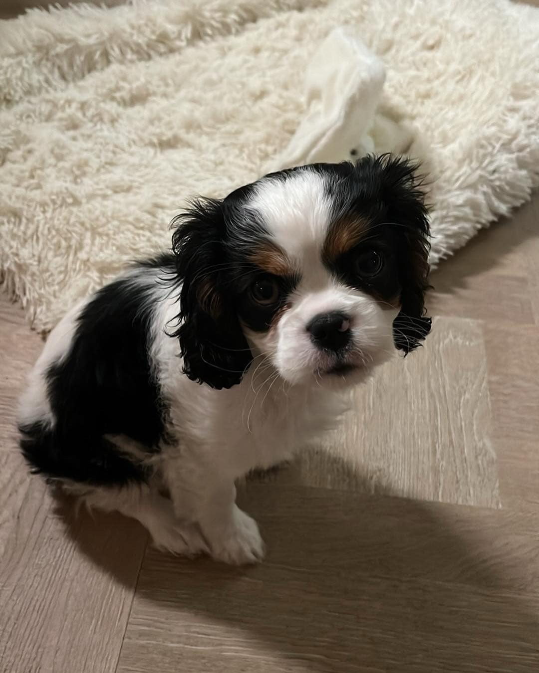 Daisy Female 5 Weeks Old Cavalier Puppies – Adorable & Ready Now - Image 2