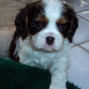 Nibbles Male 10 Weeks Old Cavalier Puppies – Healthy & Adorable | Reserve Now