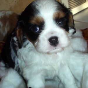 Nibbles Male 10 Weeks Old Cavalier Puppies – Healthy & Adorable | Reserve Now