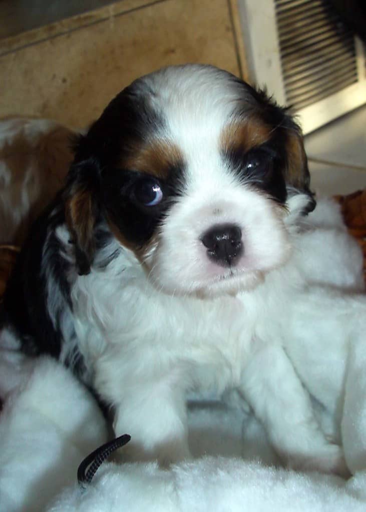 Nibbles Male 10 Weeks Old Cavalier Puppies playing outside