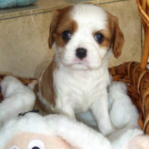 Tiara Female 10 Weeks Old Cavalier Puppies – Healthy & Adorable | Reserve Now