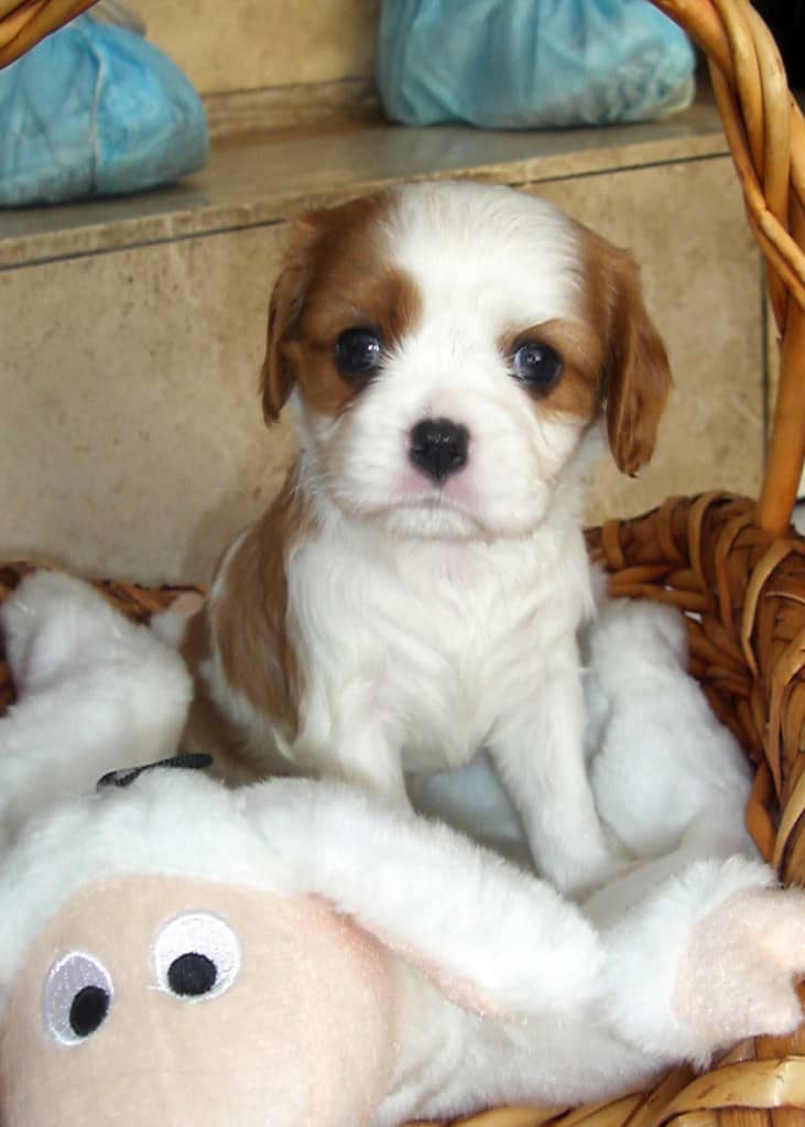 Tiara, a healthy and adorable female 10-week-old Cavalier puppy available for reservation now.