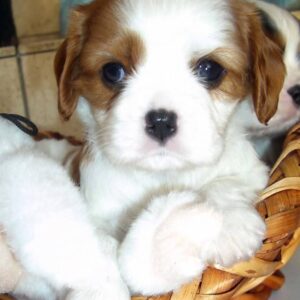 Tiara Female 10 Weeks Old Cavalier Puppies – Healthy & Adorable | Reserve Now