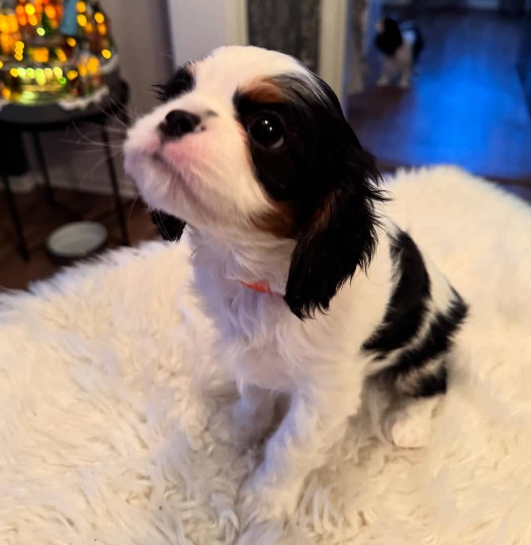 Daisy Female 5 Weeks Old Cavalier Puppies – Adorable & Ready Now - Image 7