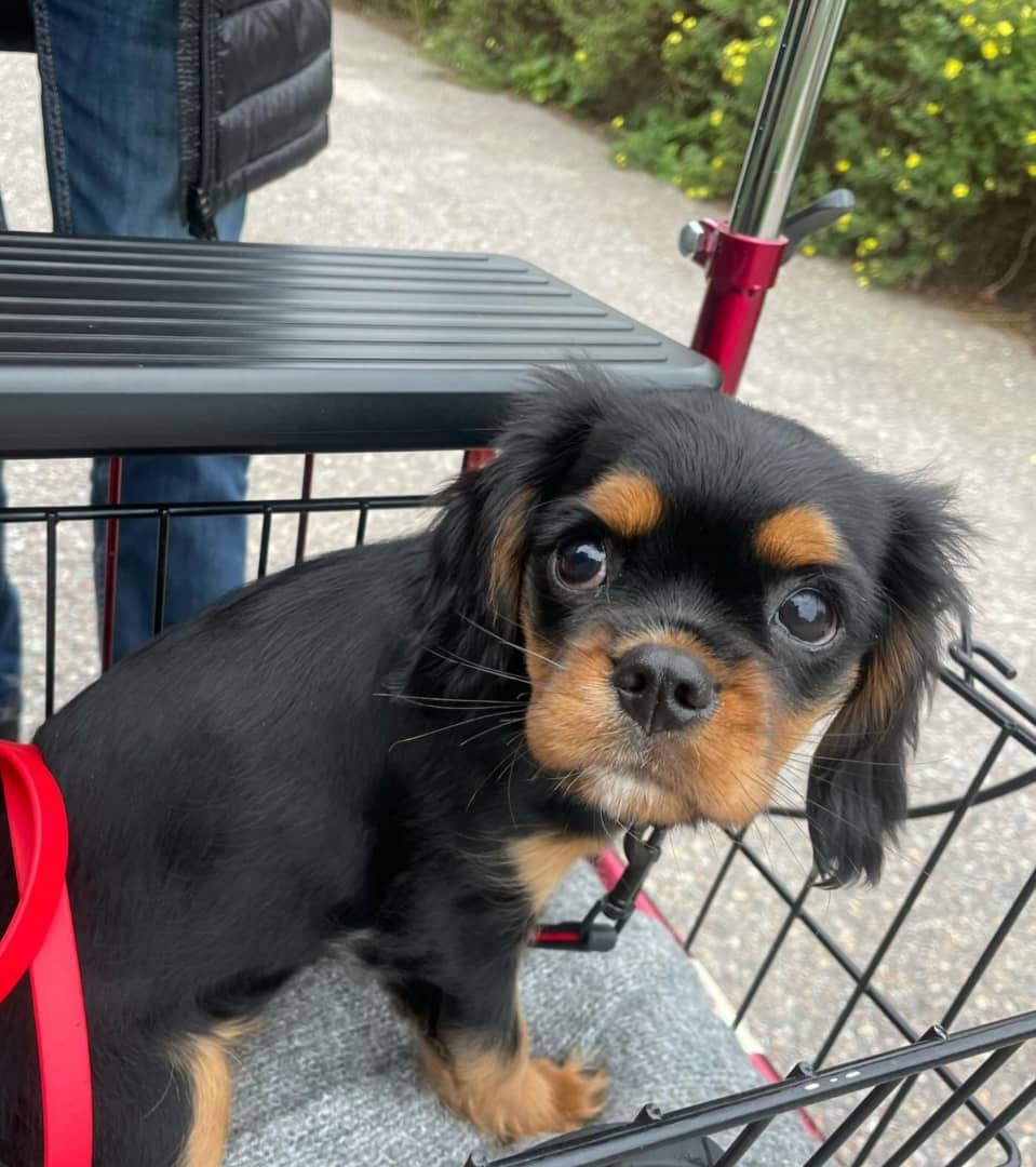 Pixie Female 12 Weeks Old Cavalier Puppies – Healthy, Adorable & Ready for Adoption - Image 3