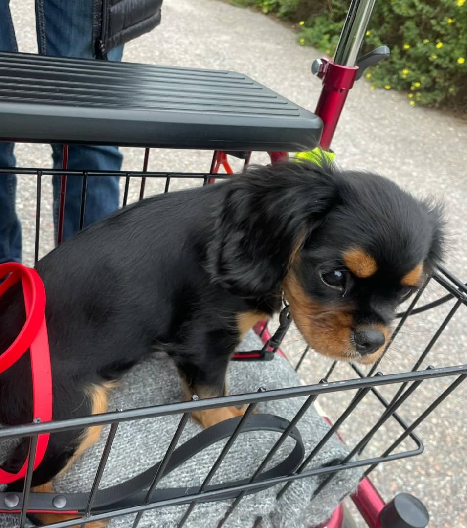 Pixie Female 12 Weeks Old Cavalier Puppies – Healthy, Adorable & Ready for Adoption - Image 5