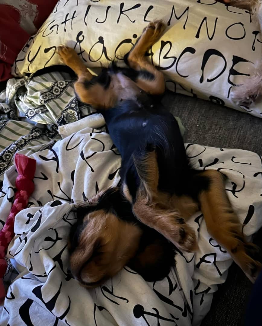 Pixie Female 12 Weeks Old Cavalier Puppies – Healthy, Adorable & Ready for Adoption - Image 4