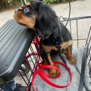 Pixie Female 12 Weeks Old Cavalier Puppies – Healthy, Adorable & Ready for Adoption