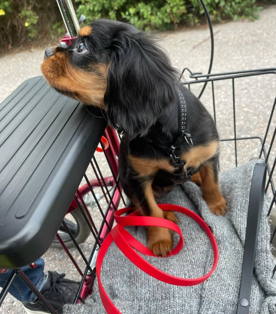 Pixie Female 12 Weeks Old Cavalier Puppies – Healthy, Adorable & Ready for Adoption - Image 2