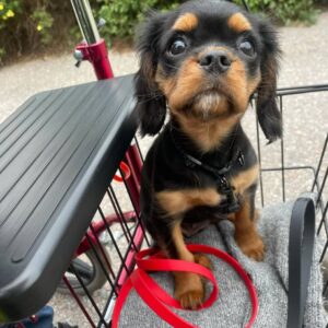 Pixie Female 12 Weeks Old Cavalier Puppies – Healthy, Adorable & Ready for Adoption