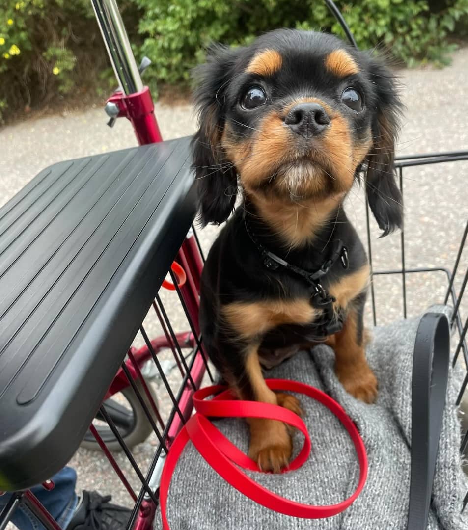 Pixie Female 12 Weeks Old Cavalier Puppies